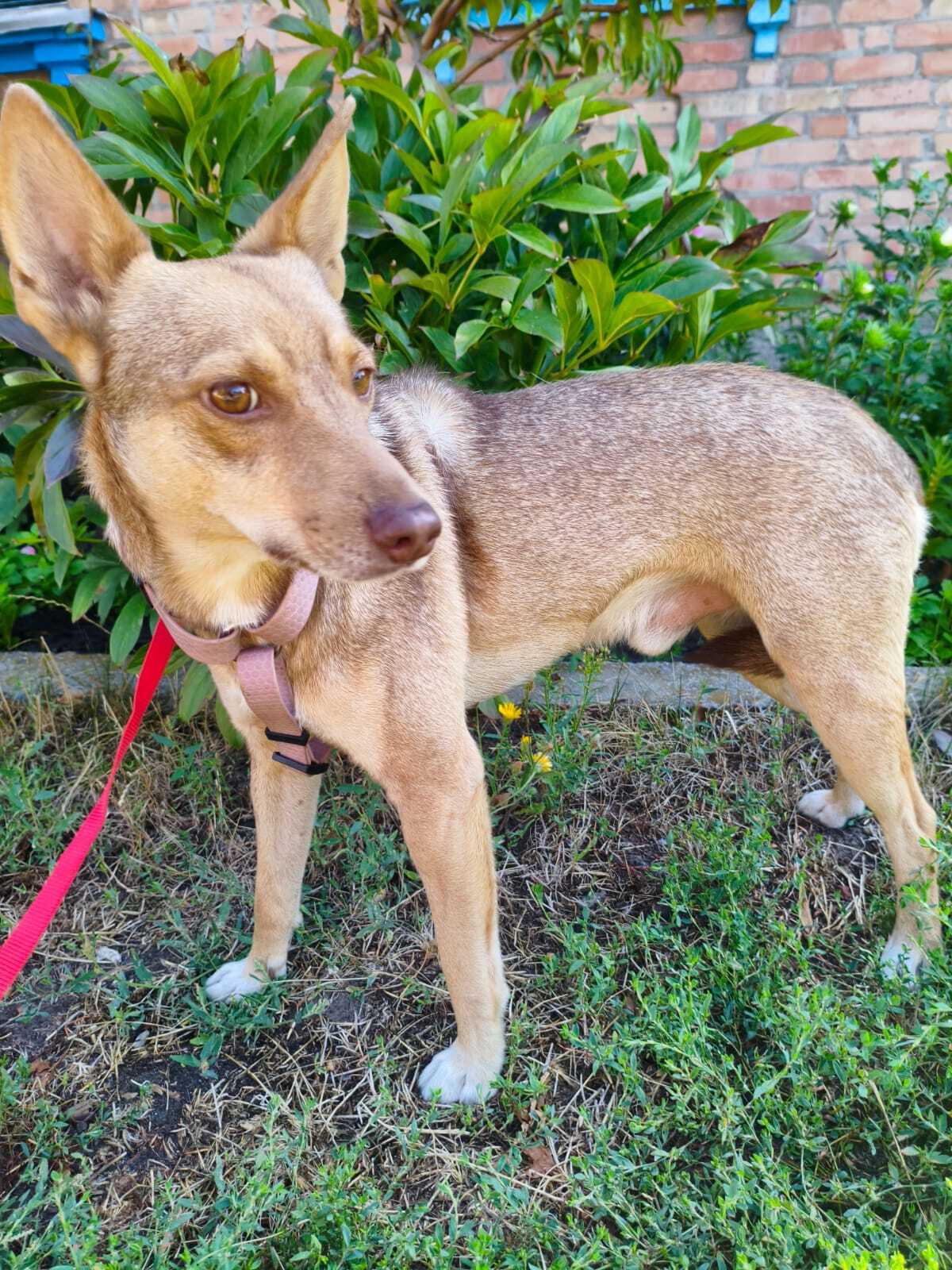 Adoption Gera