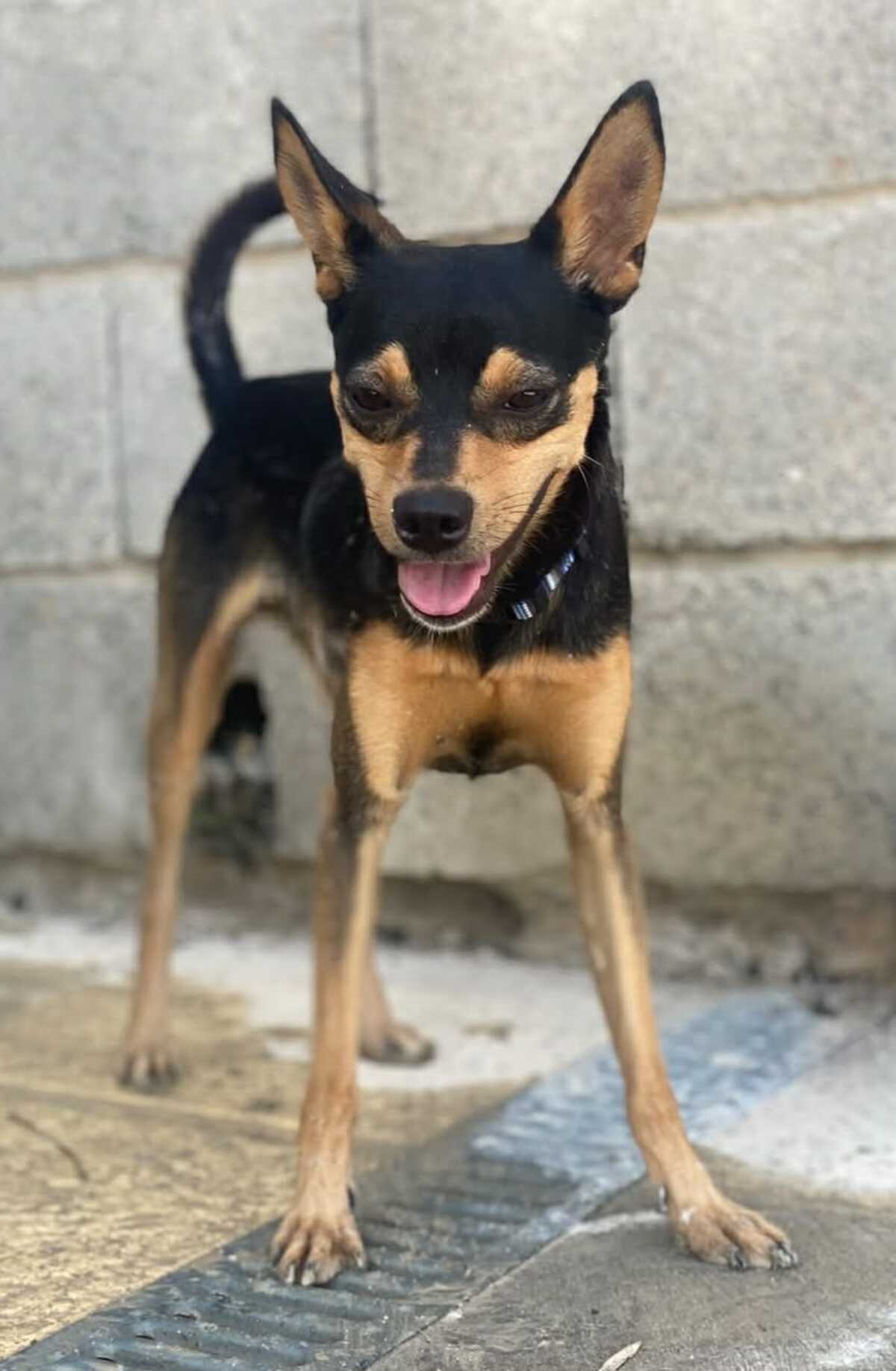 Adoption Dandy 