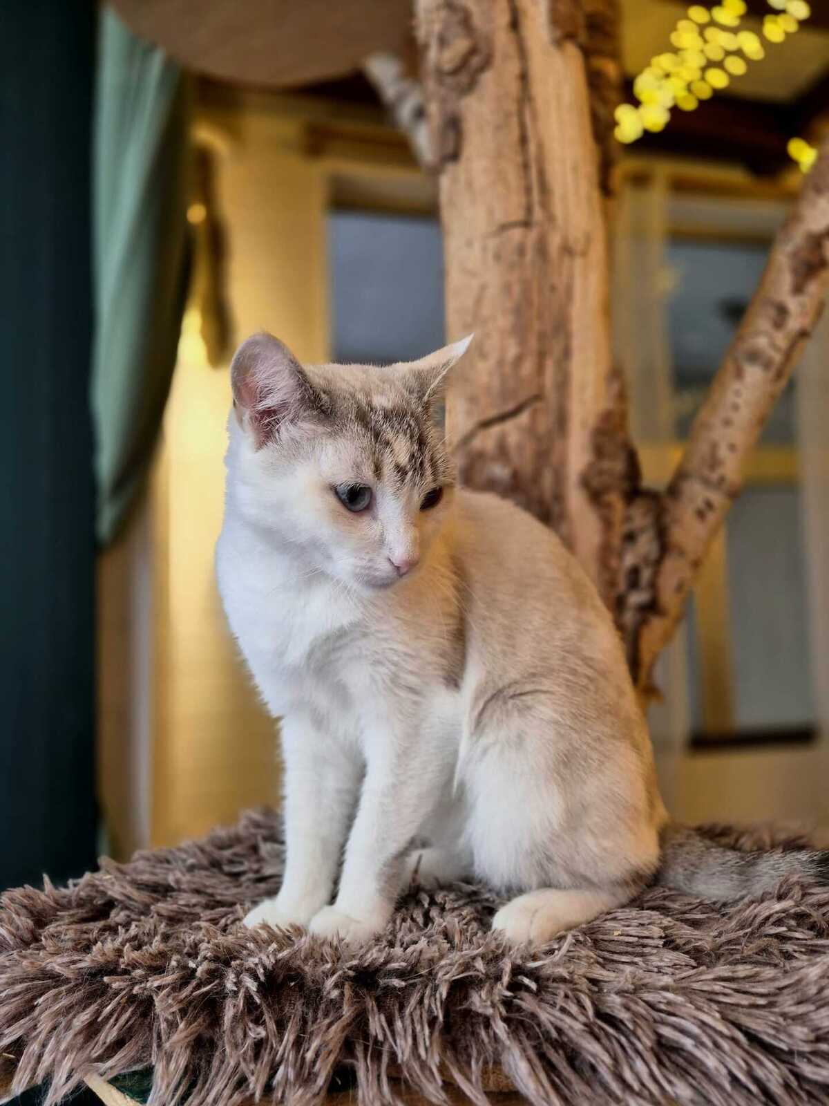 Adoption Eowine