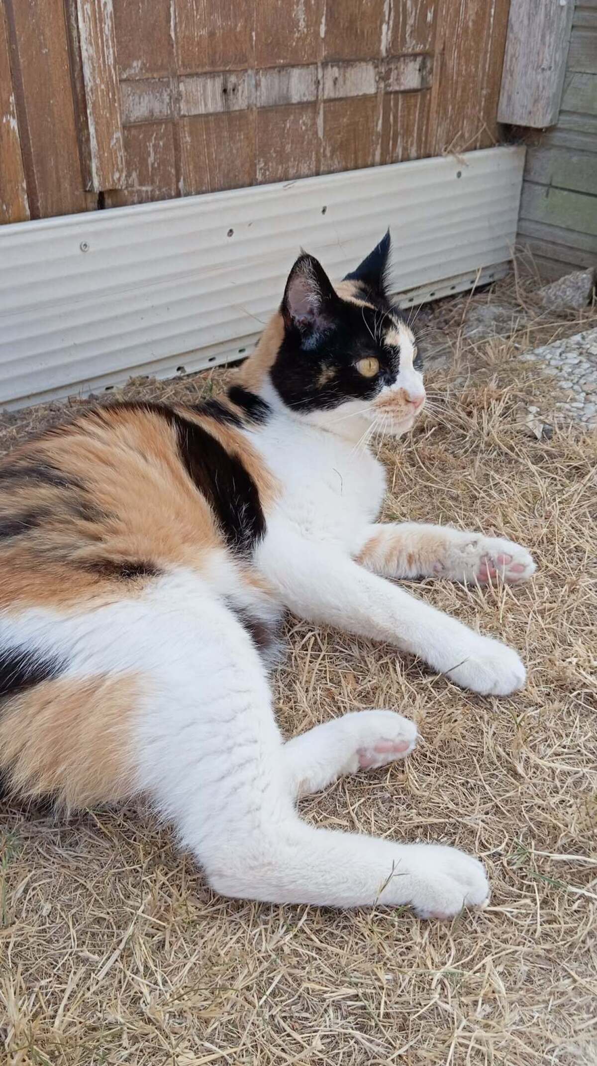 Adoption CLEA