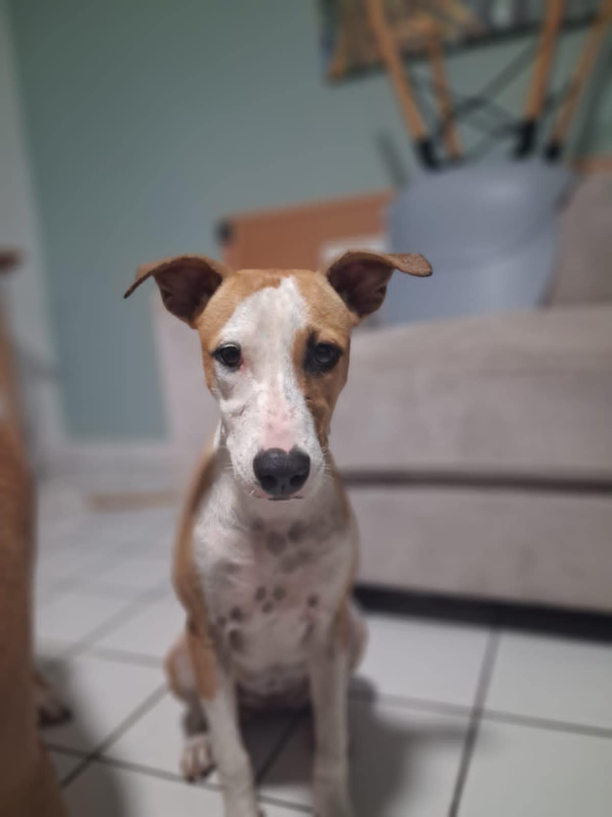 Adoption GYPSIE