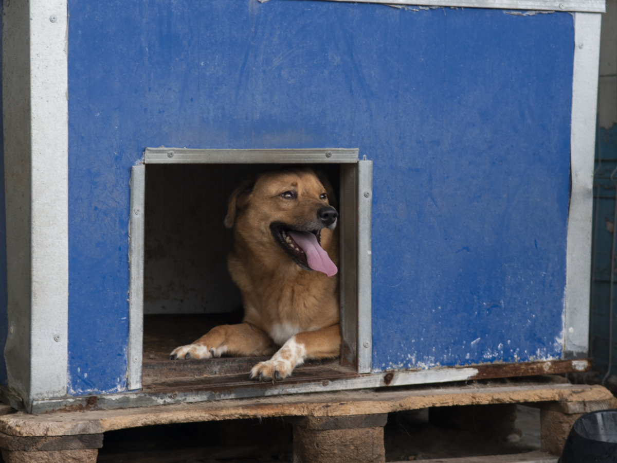 Adoption Eros