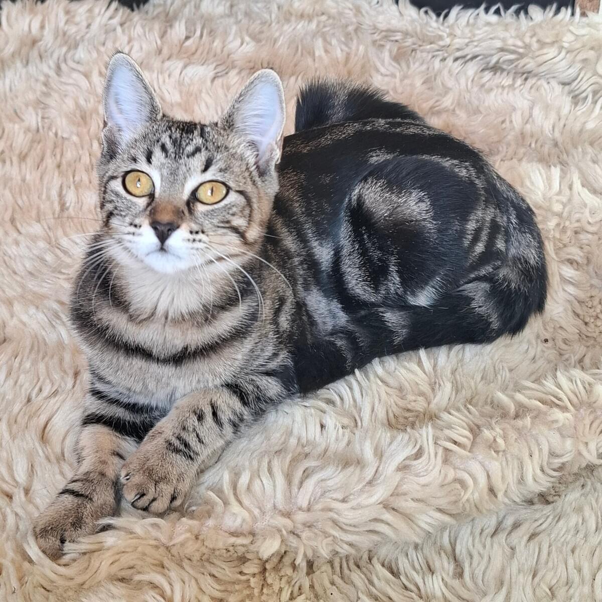 Adoption Biquette