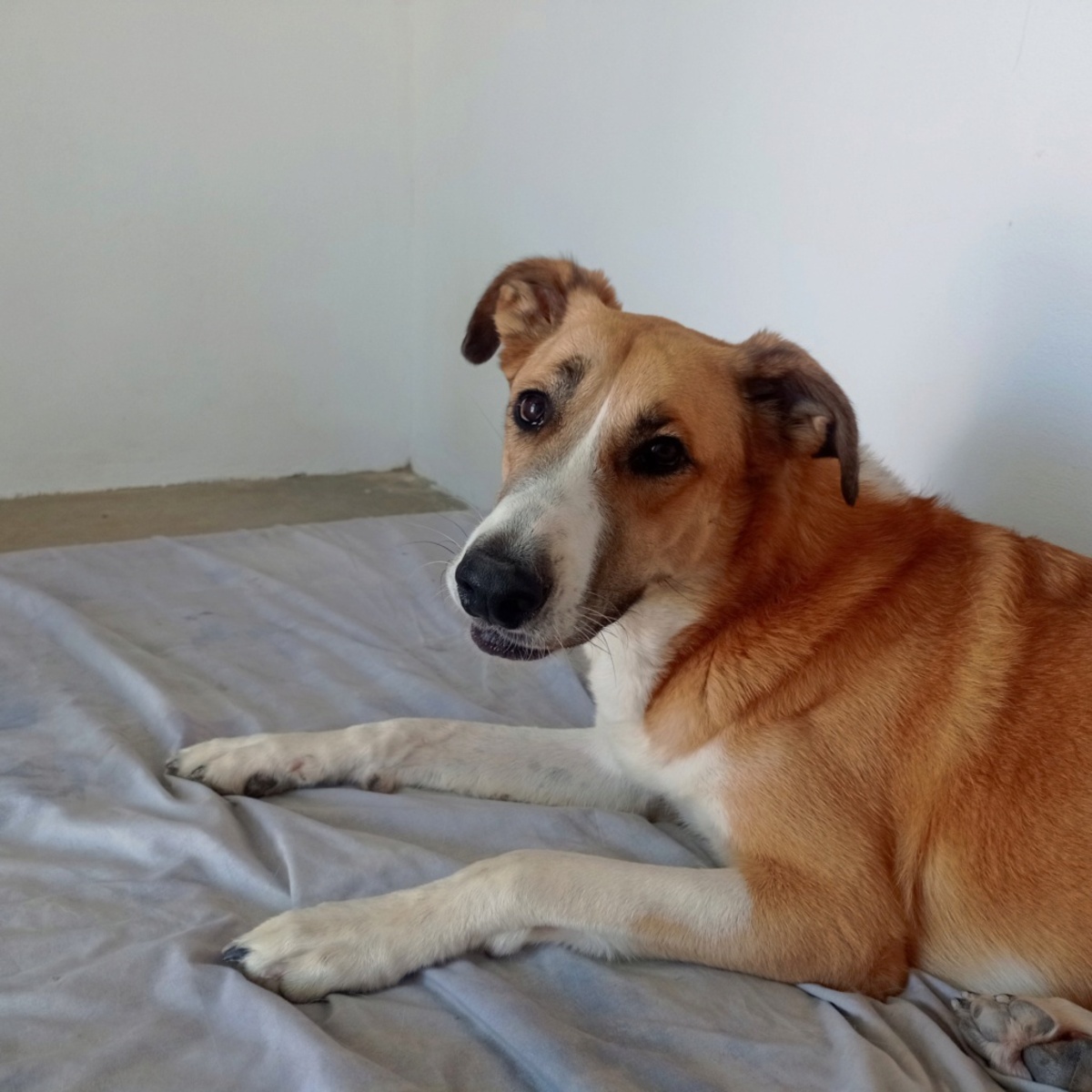 Adoption Capi