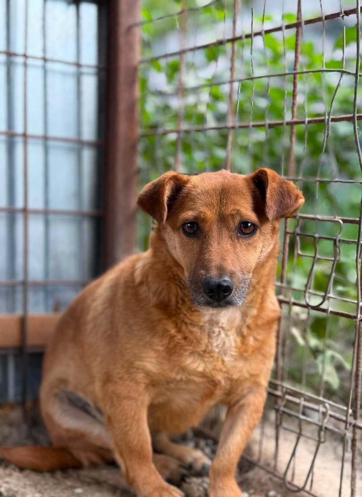 Adoption ATHENA