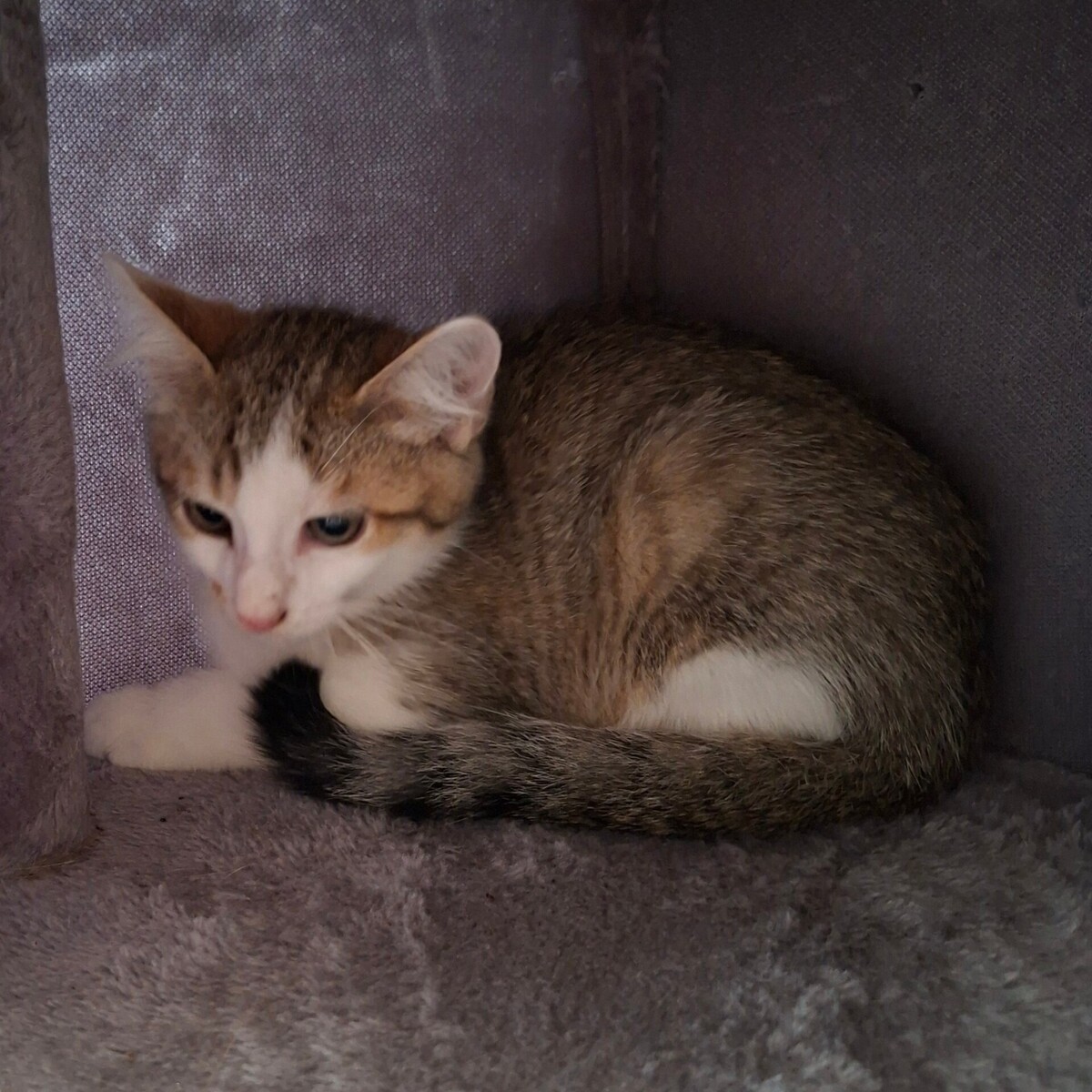 Adoption Bouzouk