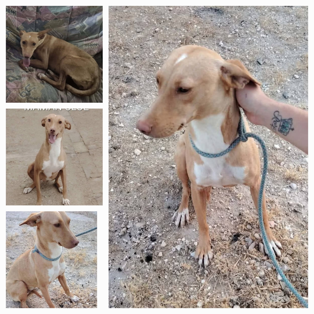 Adoption Cloe
