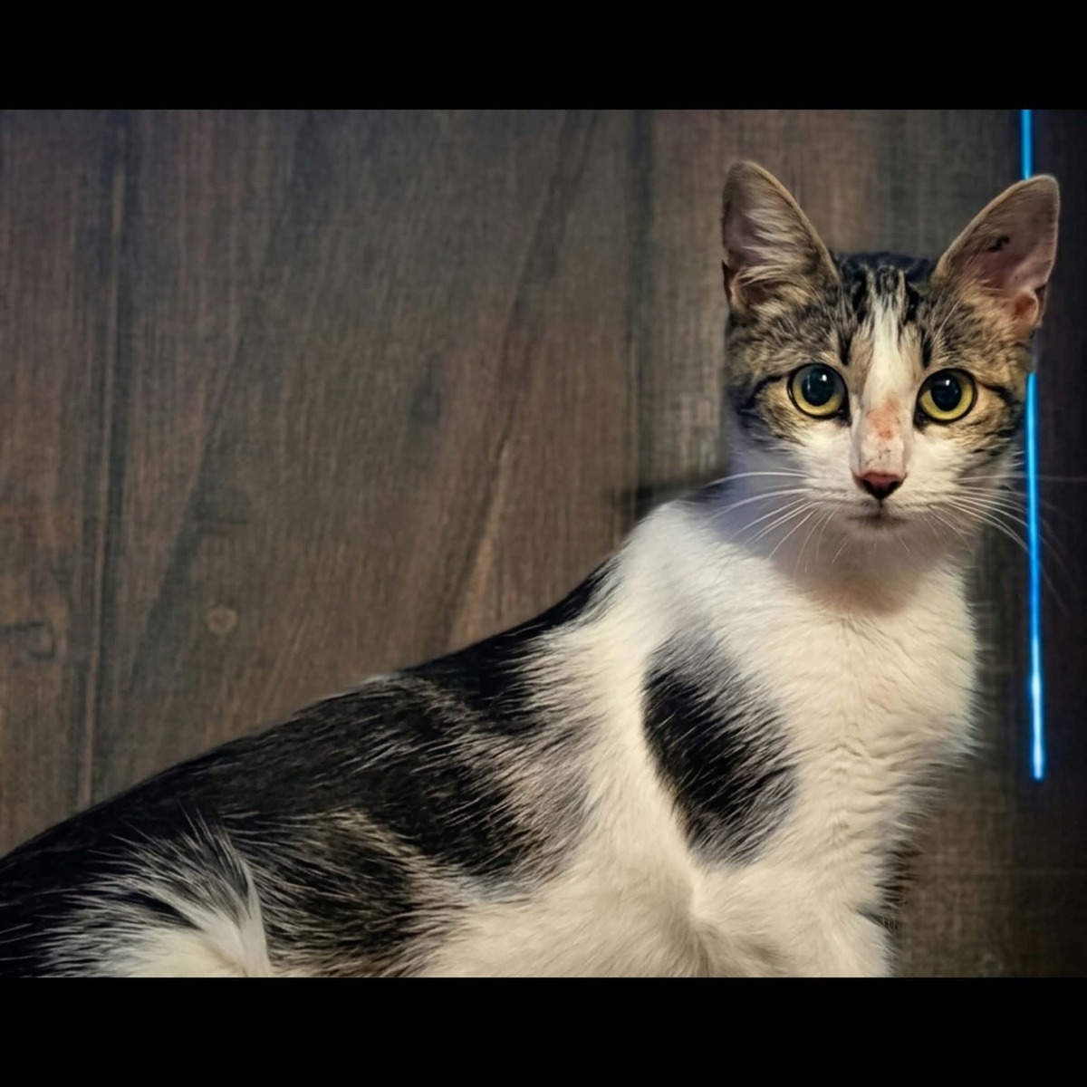 Adoption Java