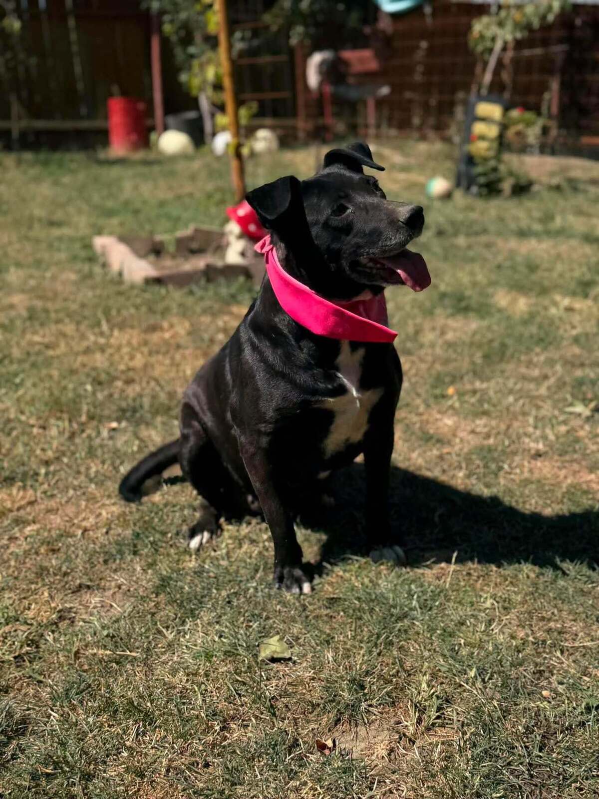 Adoption Eclips