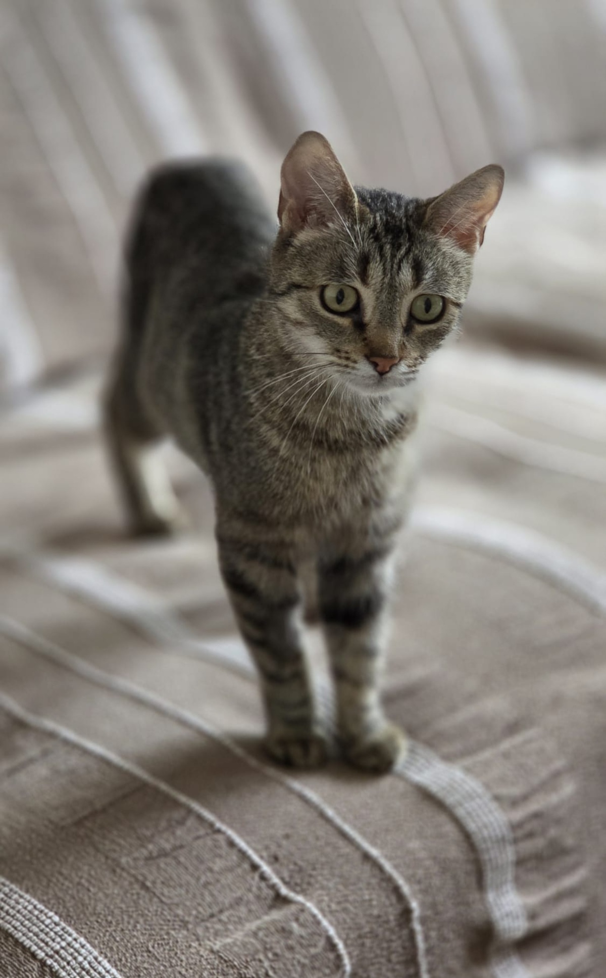 Adoption Nala