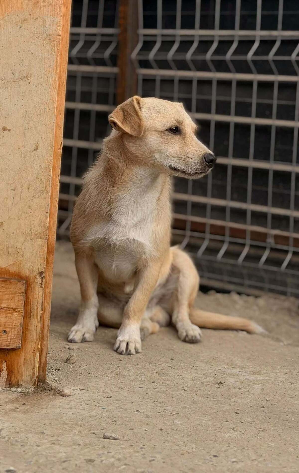 Adoption Zola