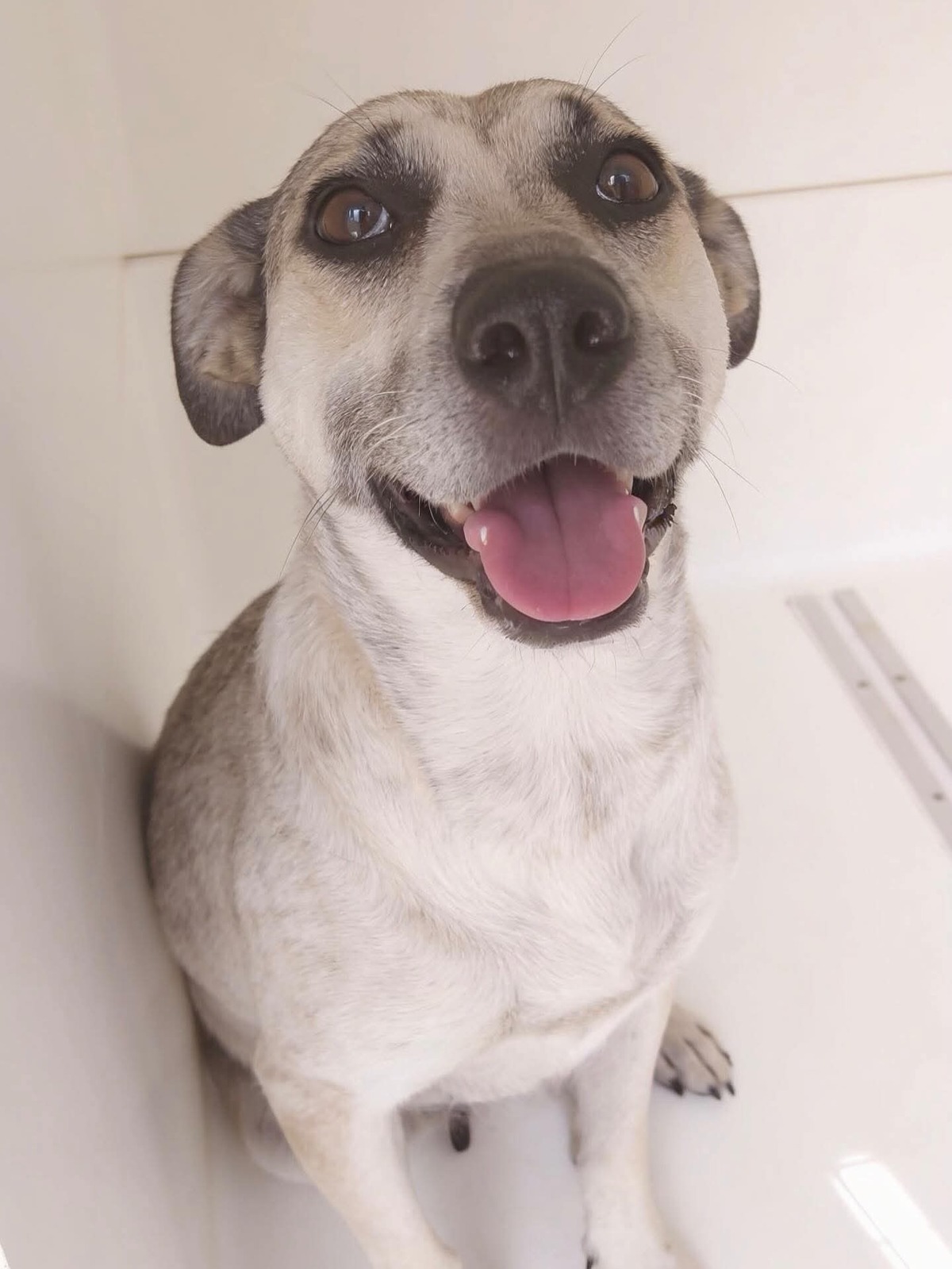 Adoption Hailey
