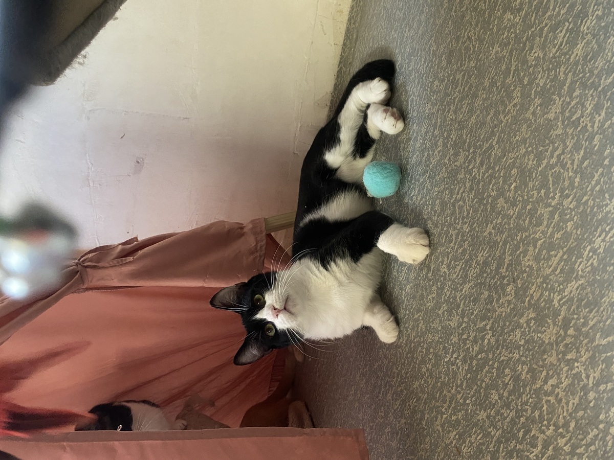 Adoption Maurice