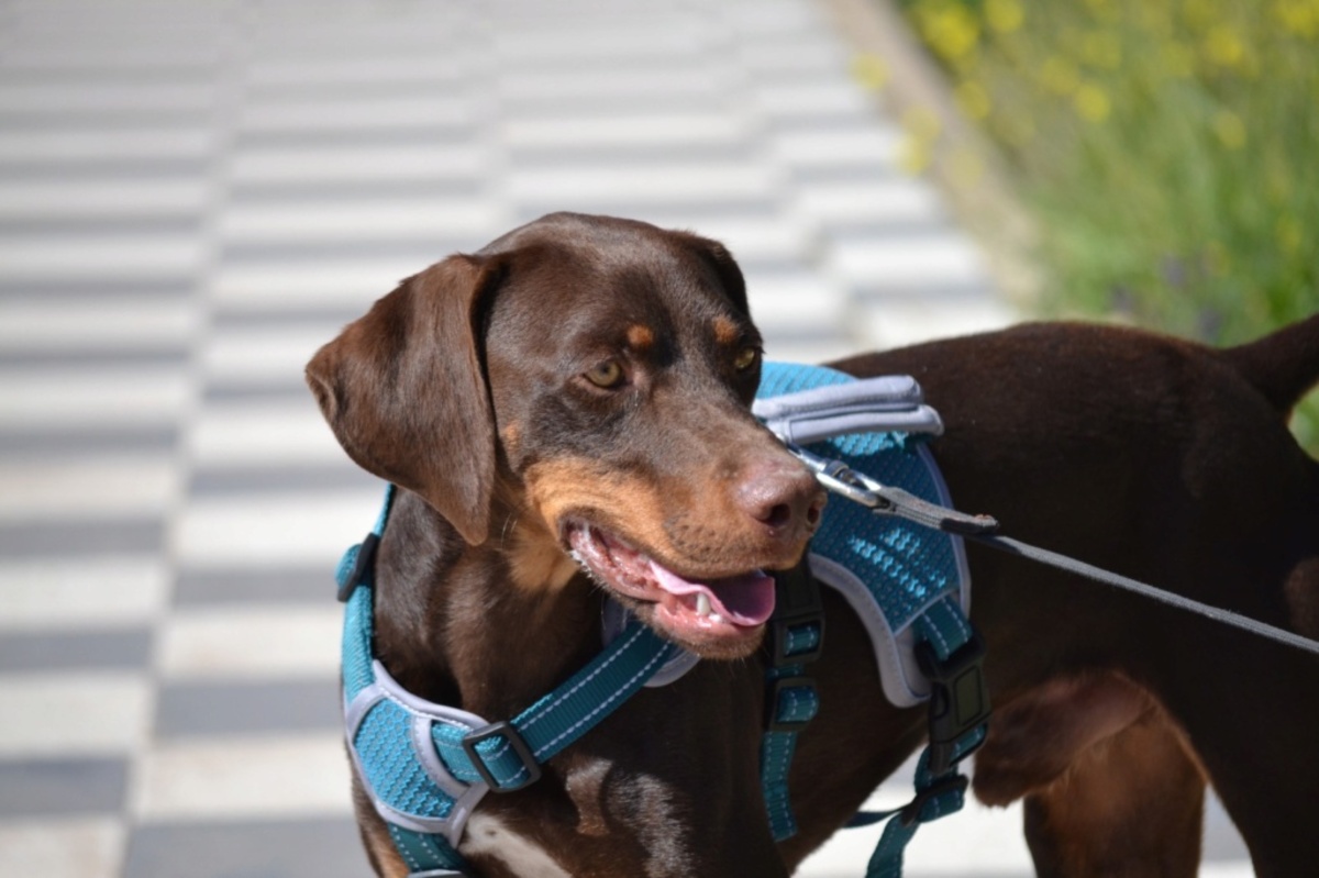 Adoption Gaston
