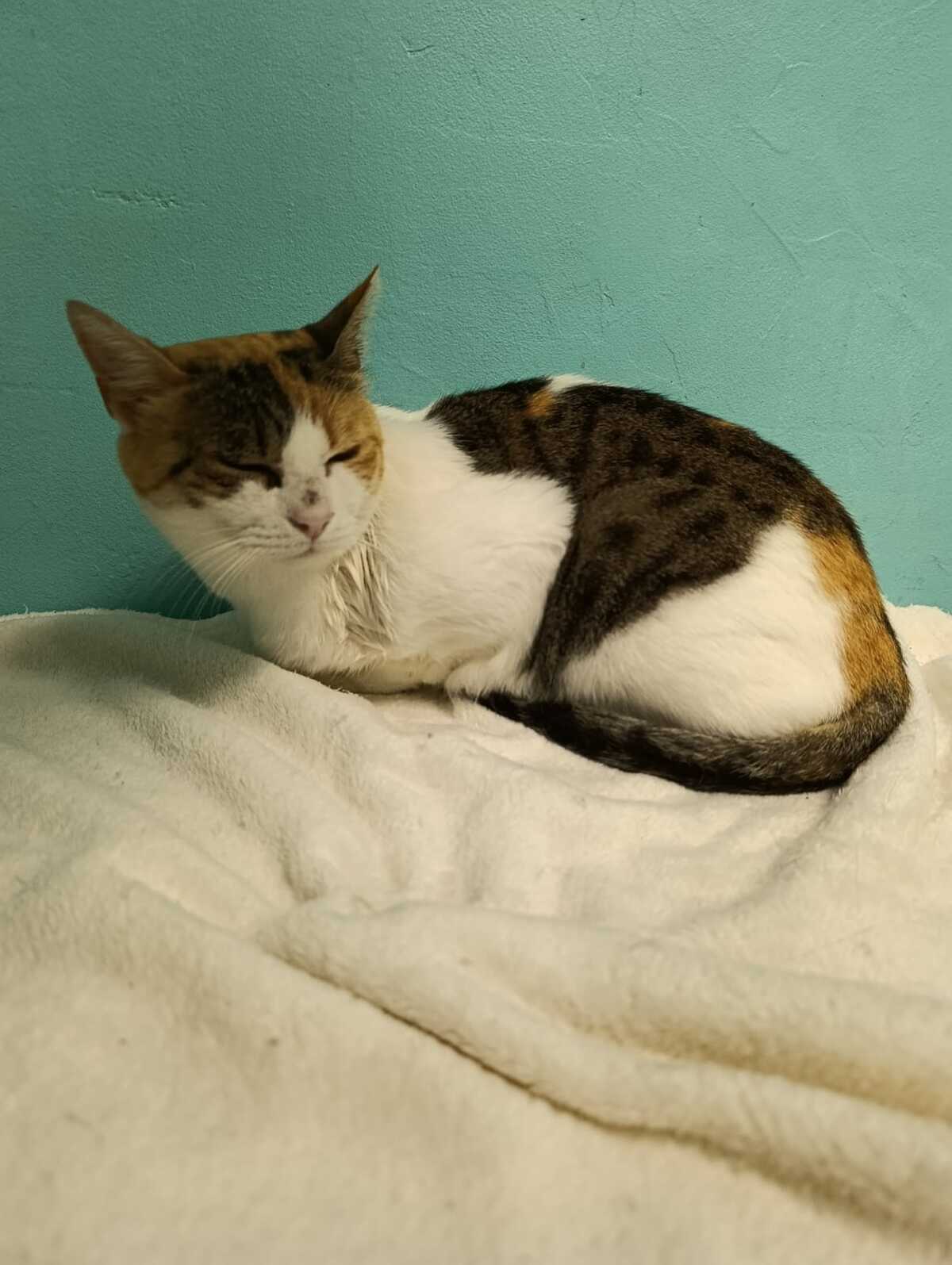 Adoption Palinka