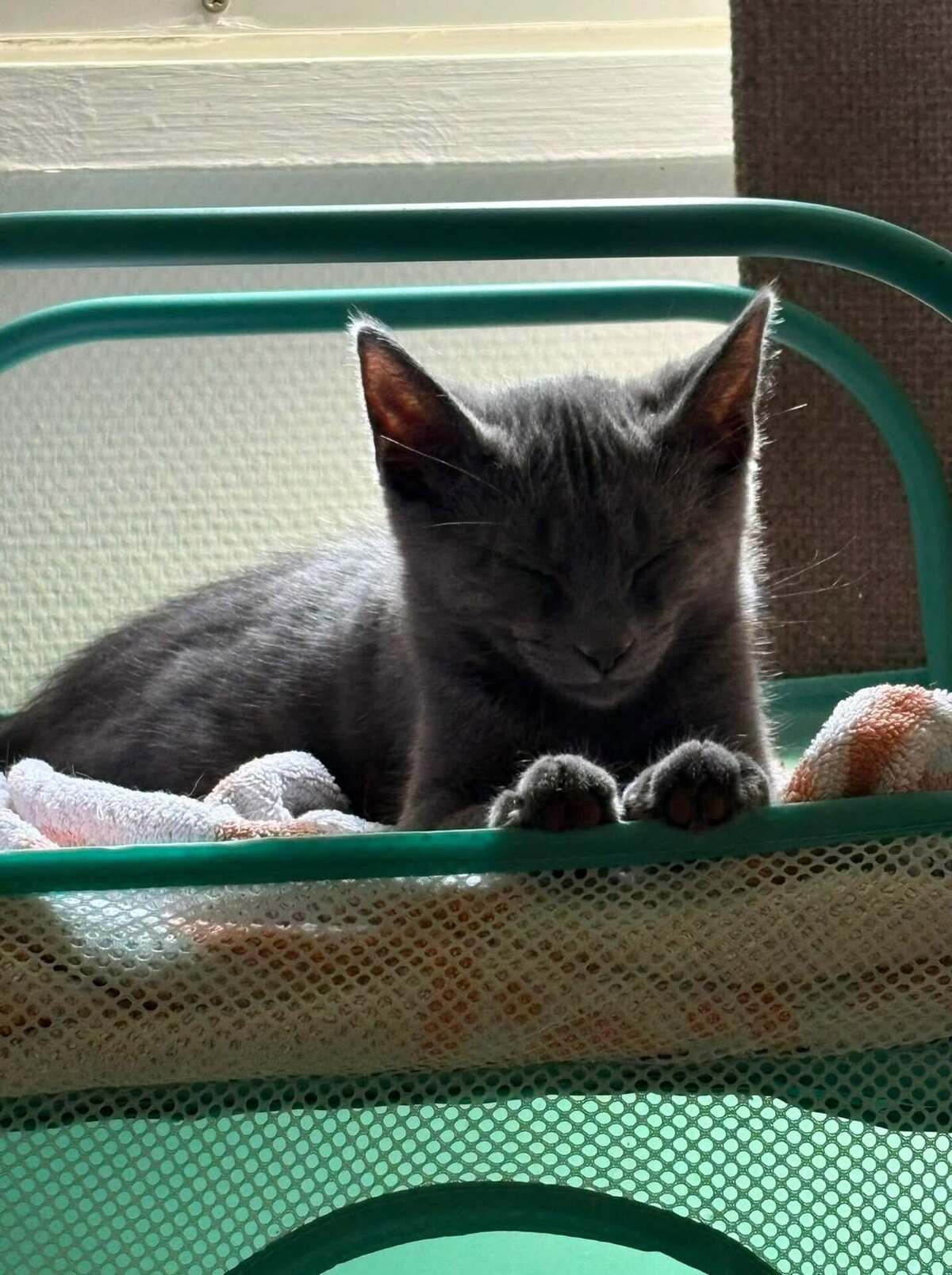 Adoption Blue