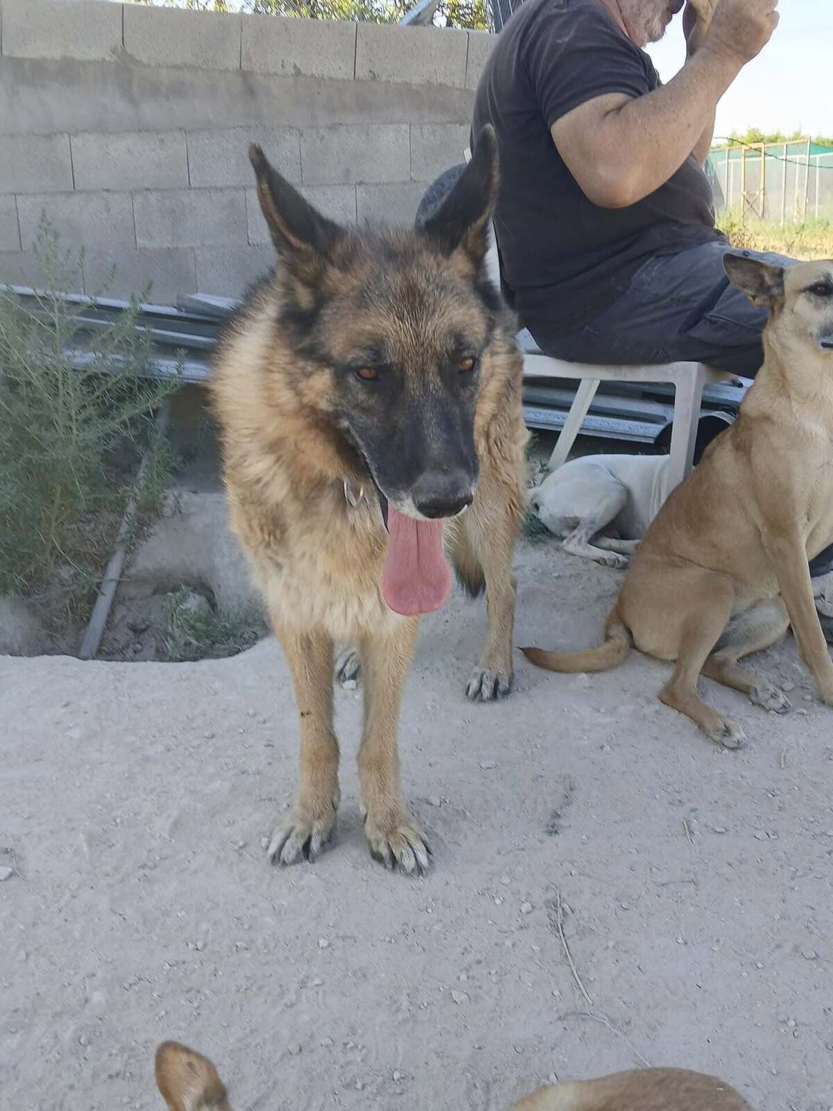Adoption Ben