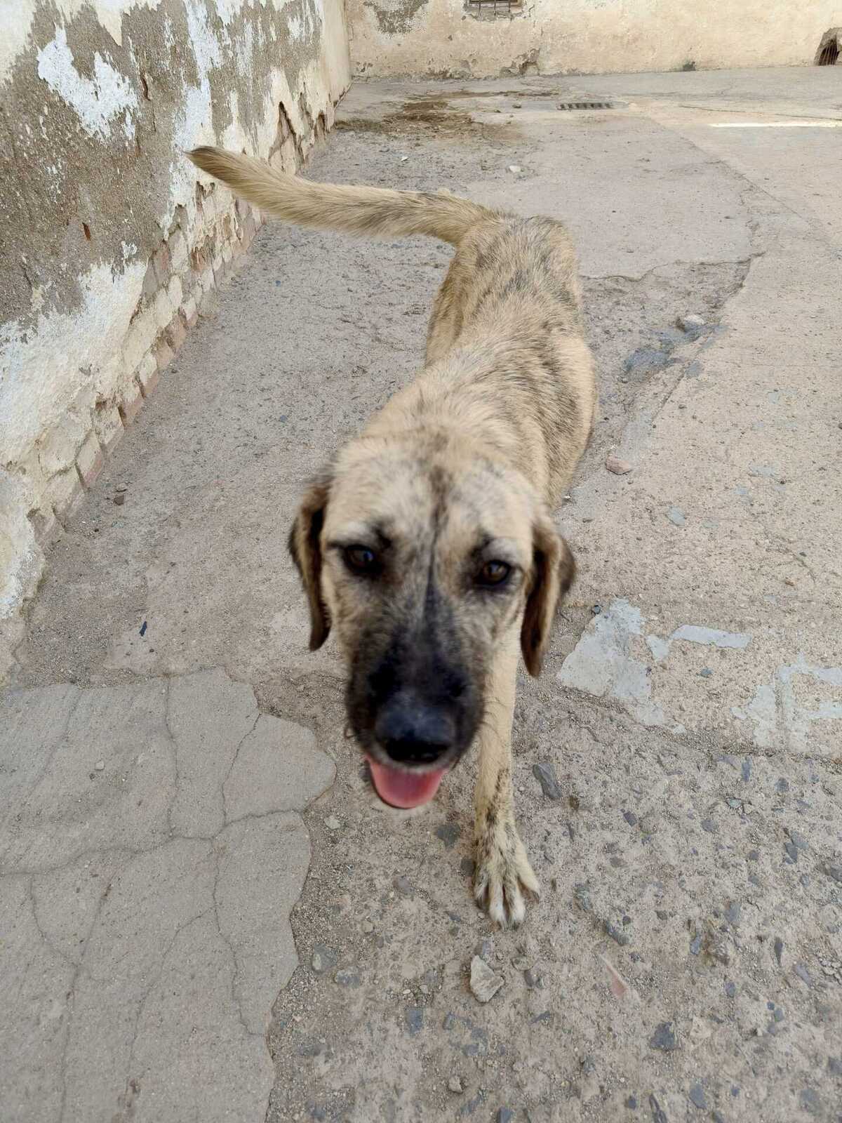 Adoption Luna