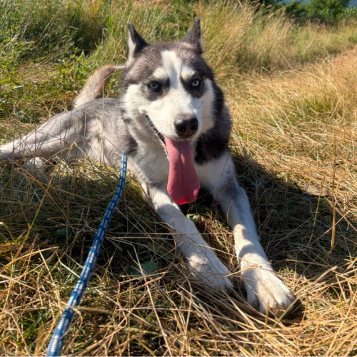 Adoption EMMA