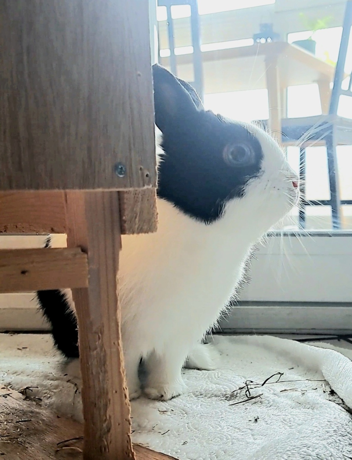 Adoption Loky