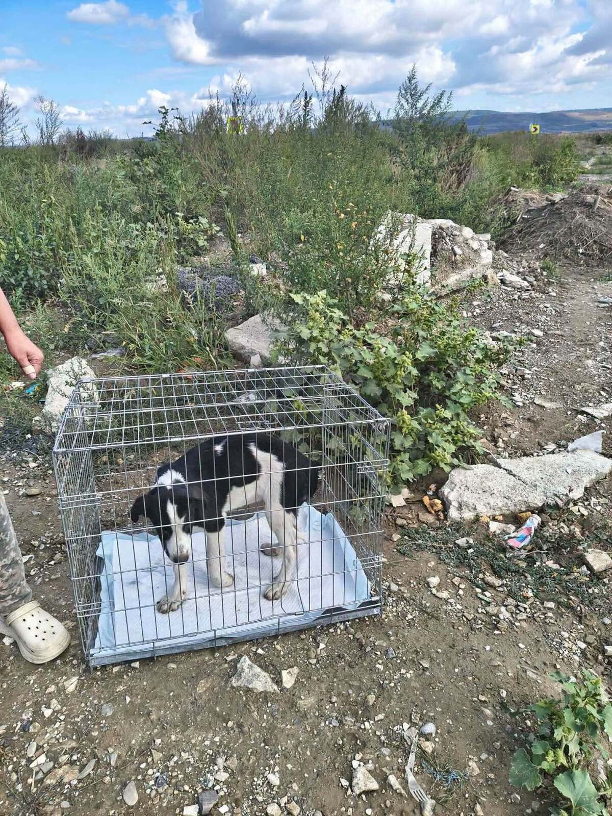 Adoption Comète