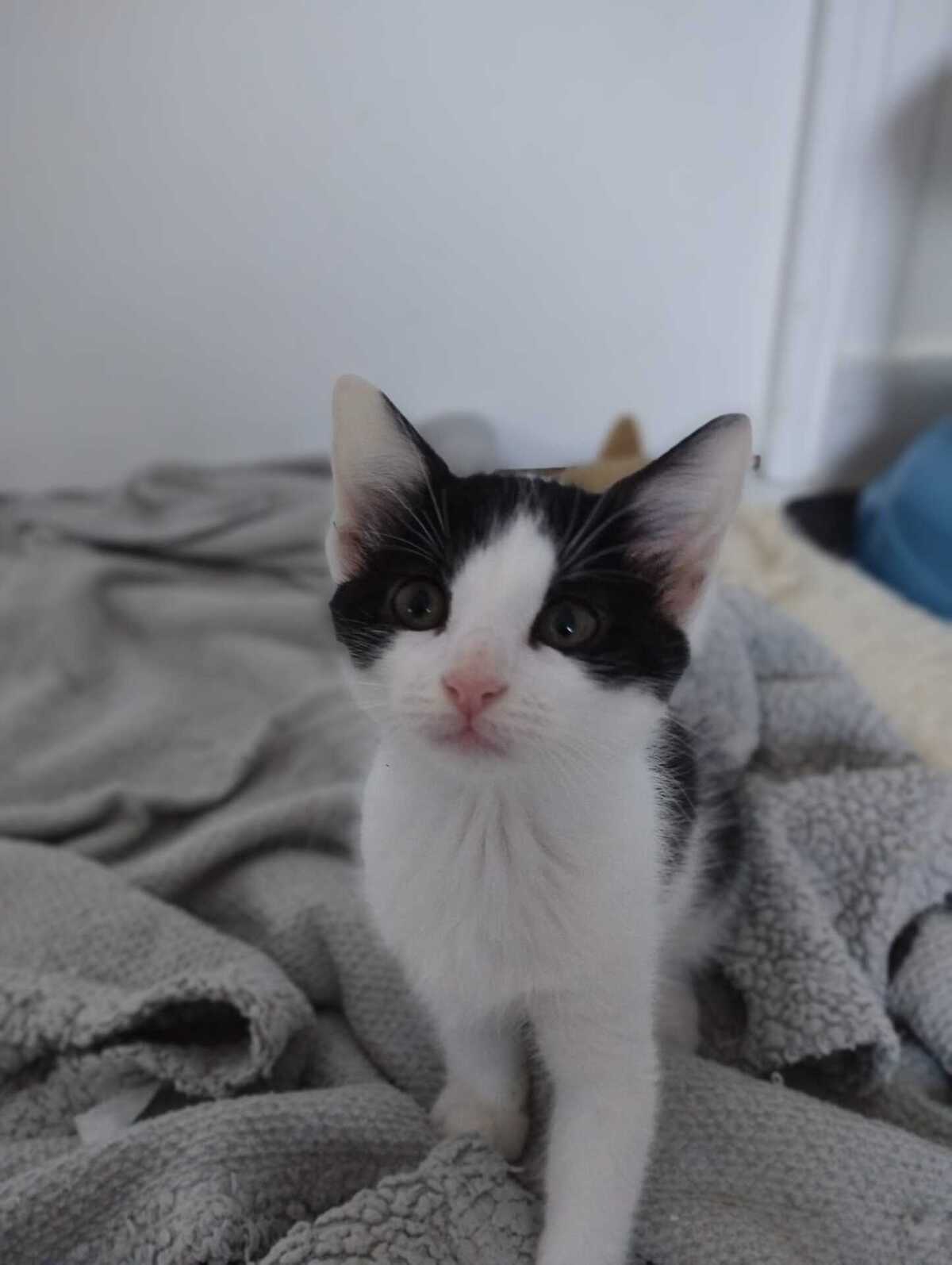 Adoption BAGDAD