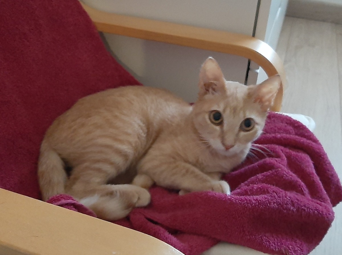 Adoption Maïqui