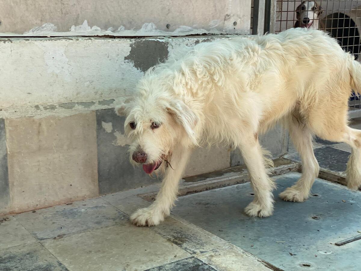 Adoption Guirnalda