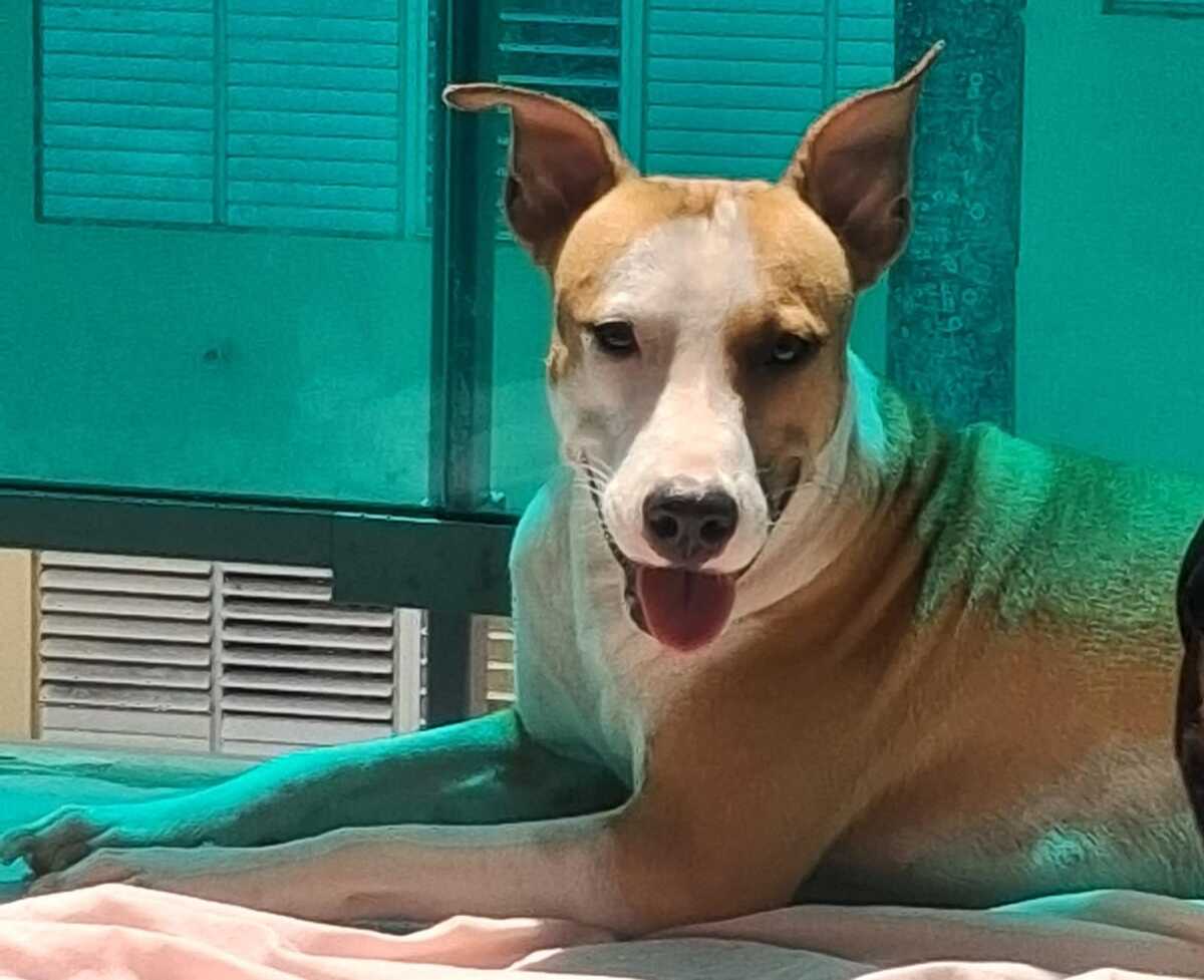 Adoption Gypsie