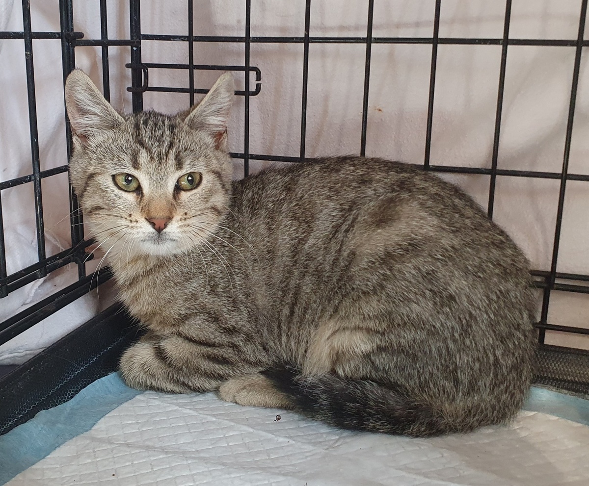 Adoption Brume