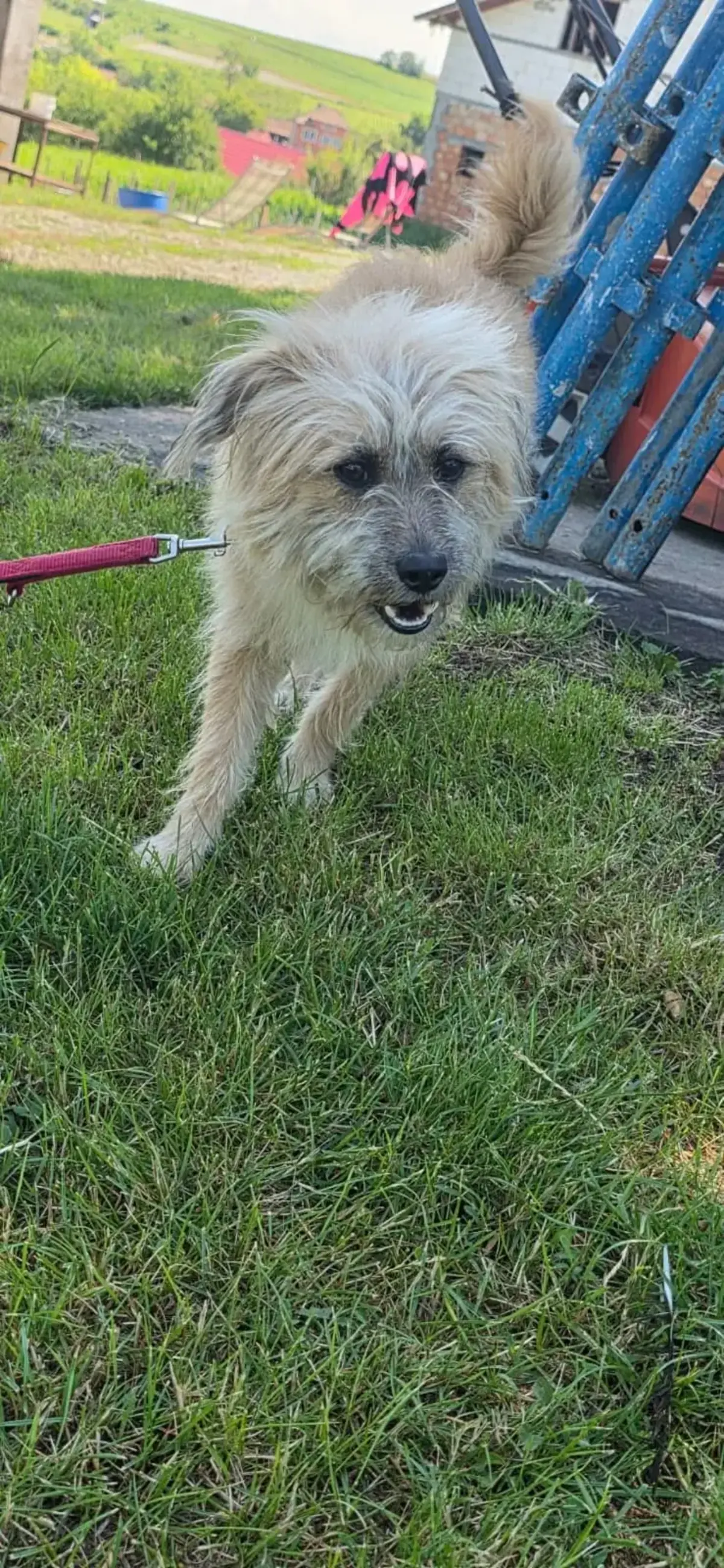 Adoption Biggie