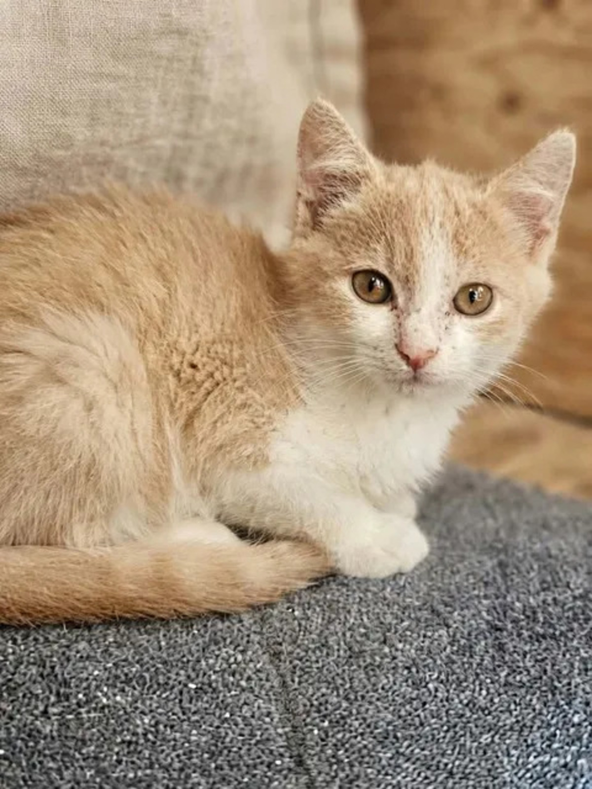 Adoption Jerry