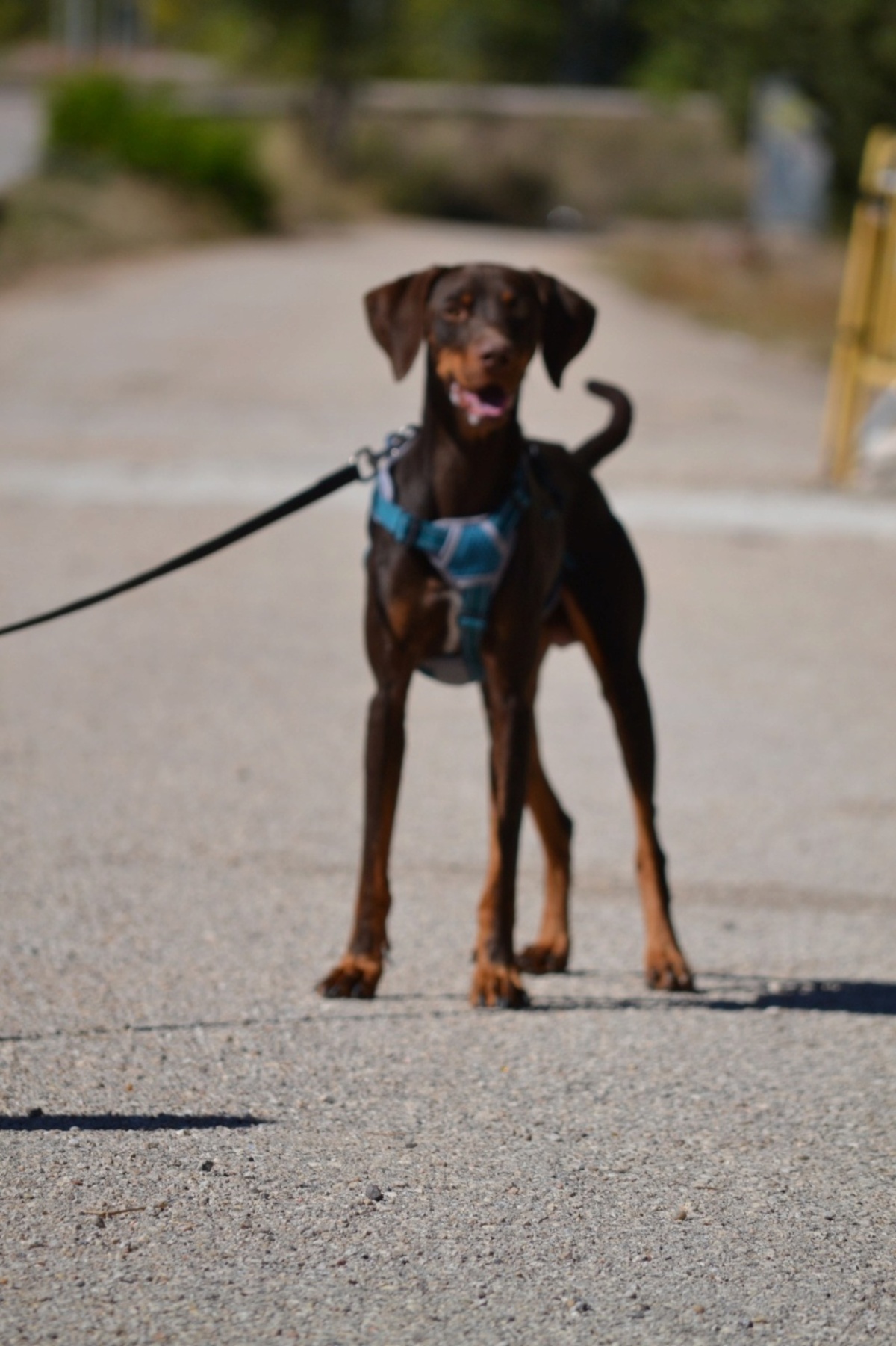 Adoption Gaston