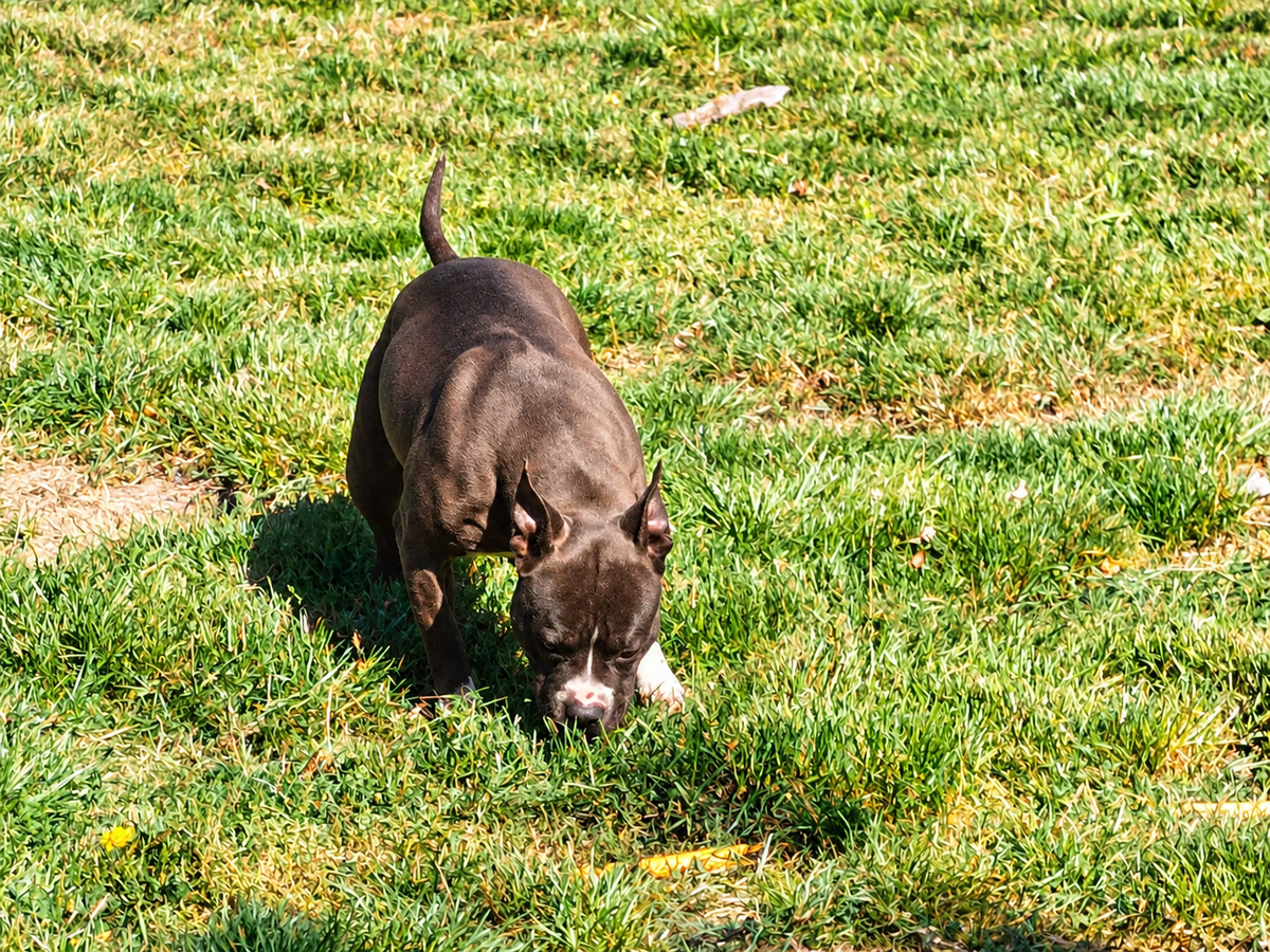 Adoption Pandora
