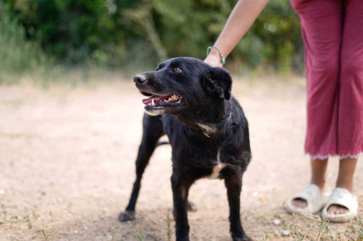 Adoption Fresa