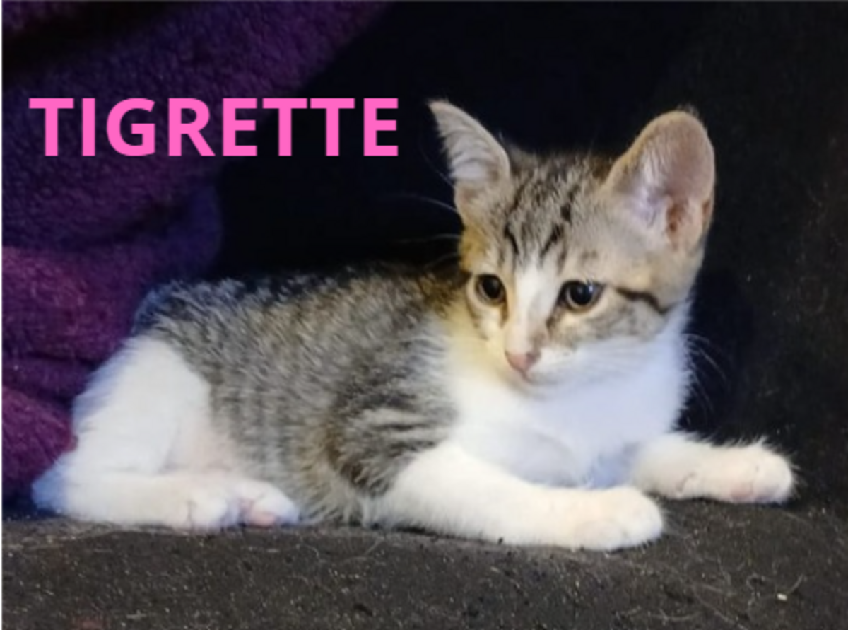 Adoption Fratrie