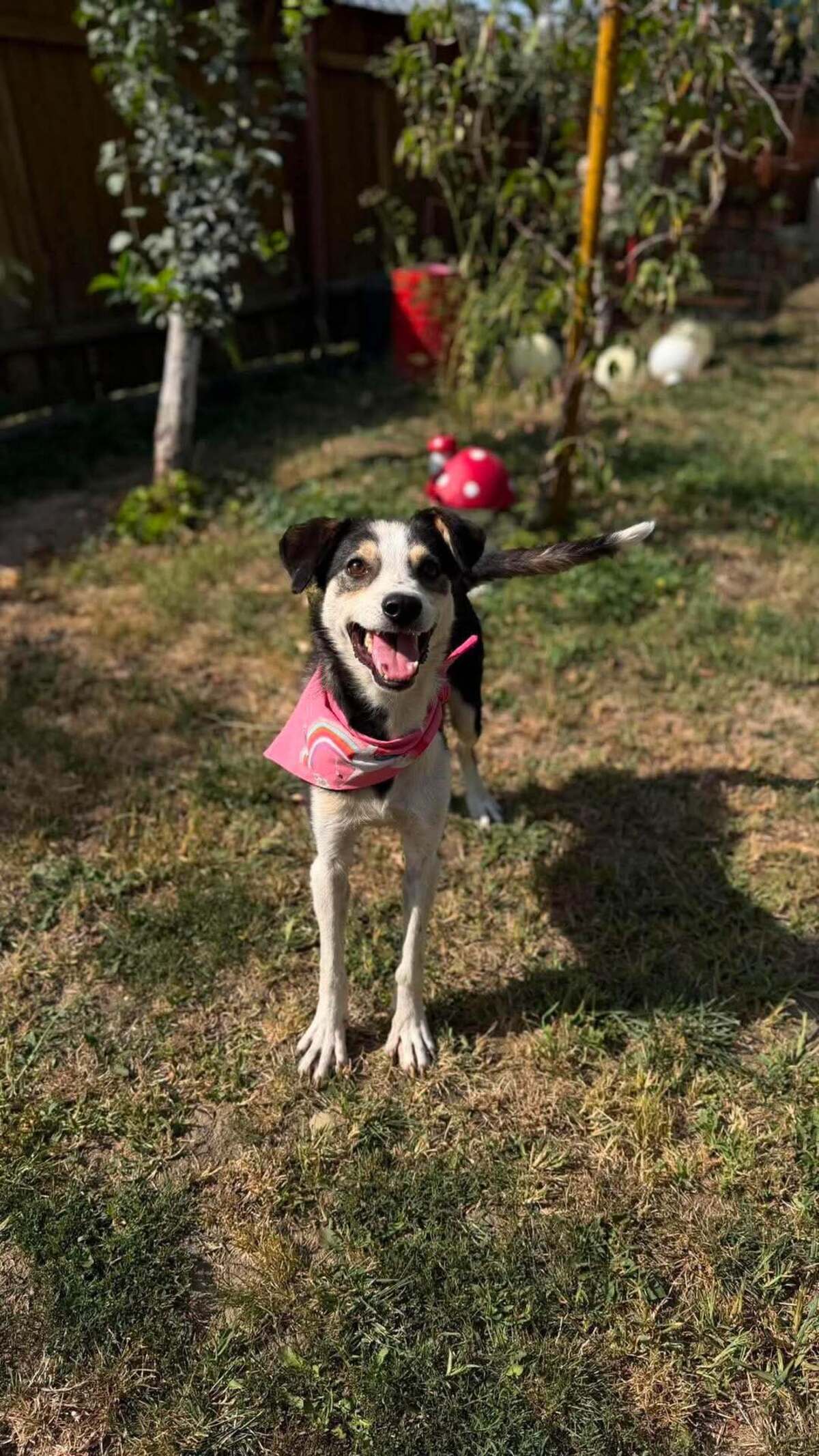 Adoption MANGUO
