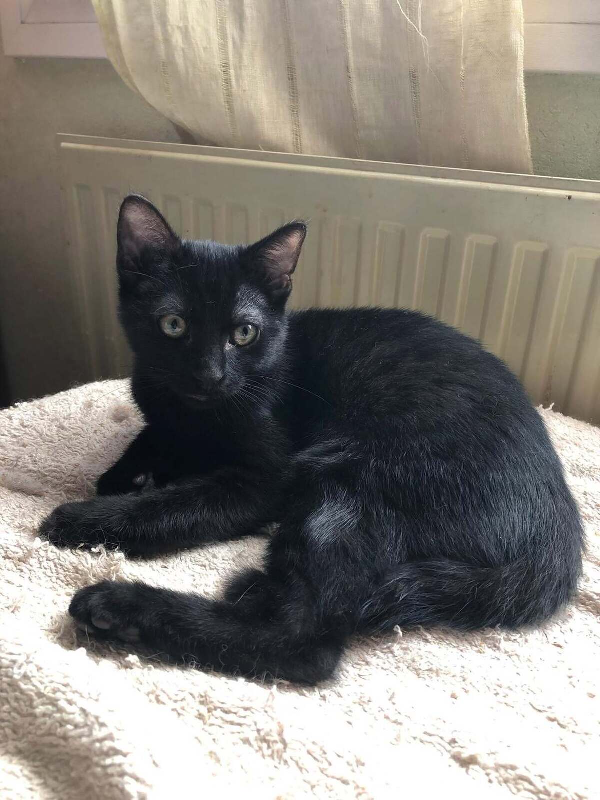 Adoption Kuro