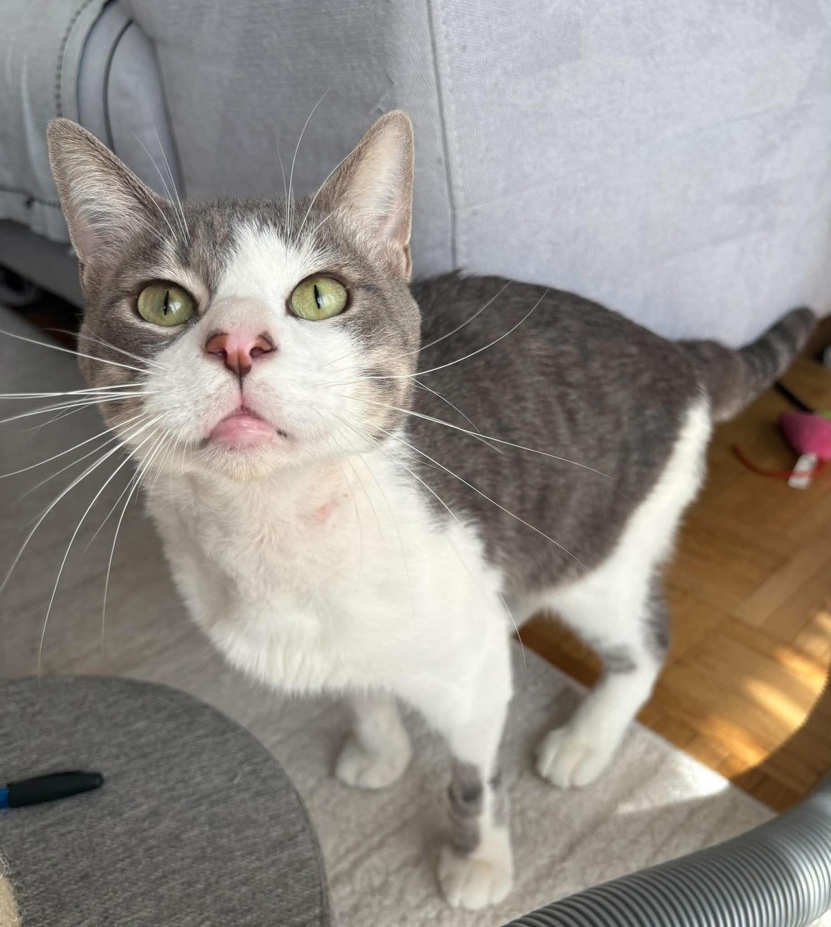 Adoption MIAOUSS