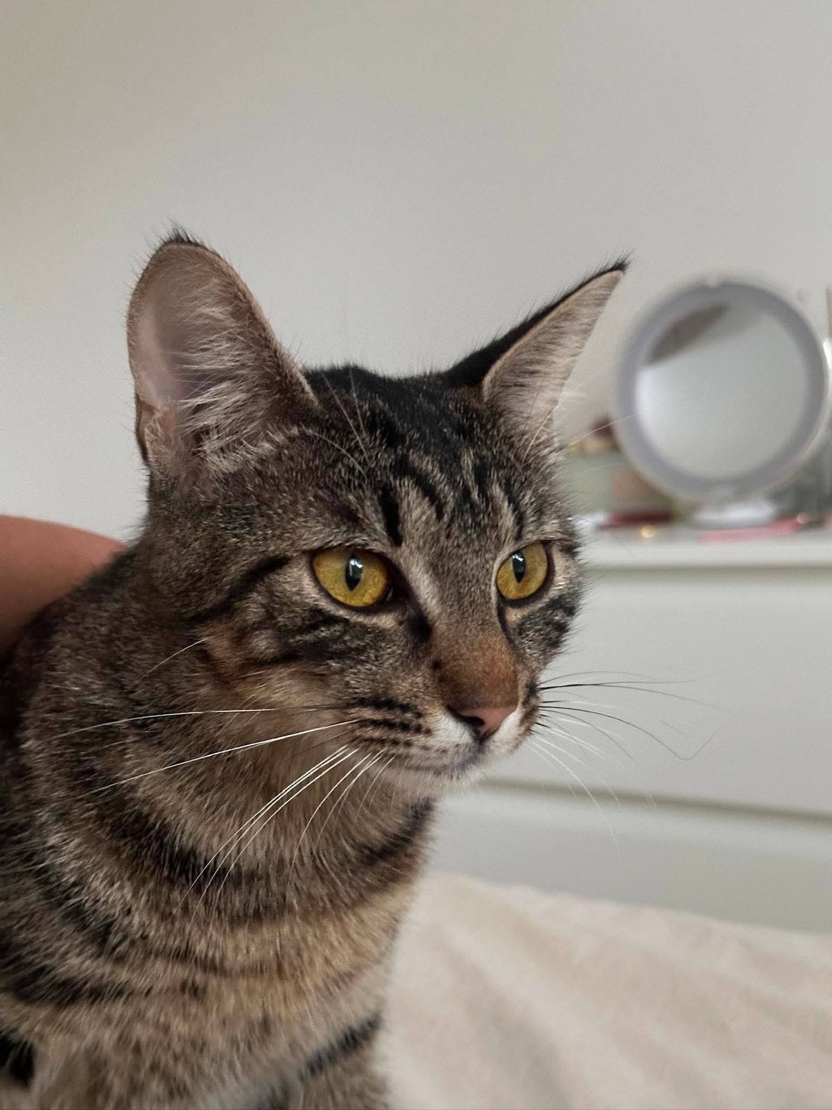Adoption Lola