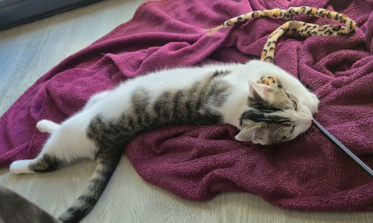 Adoption Bonifacio 