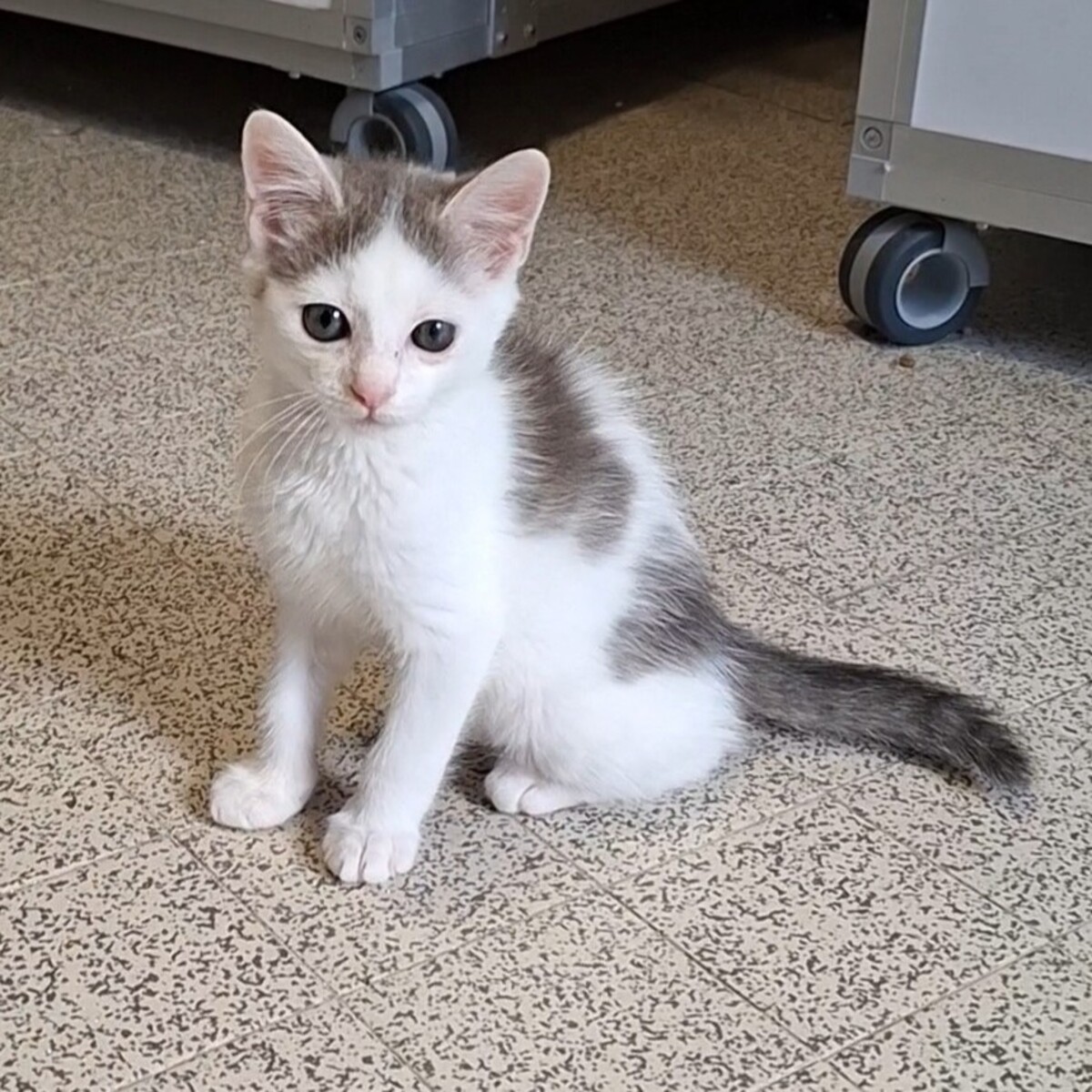 Adoption BRAILLOU