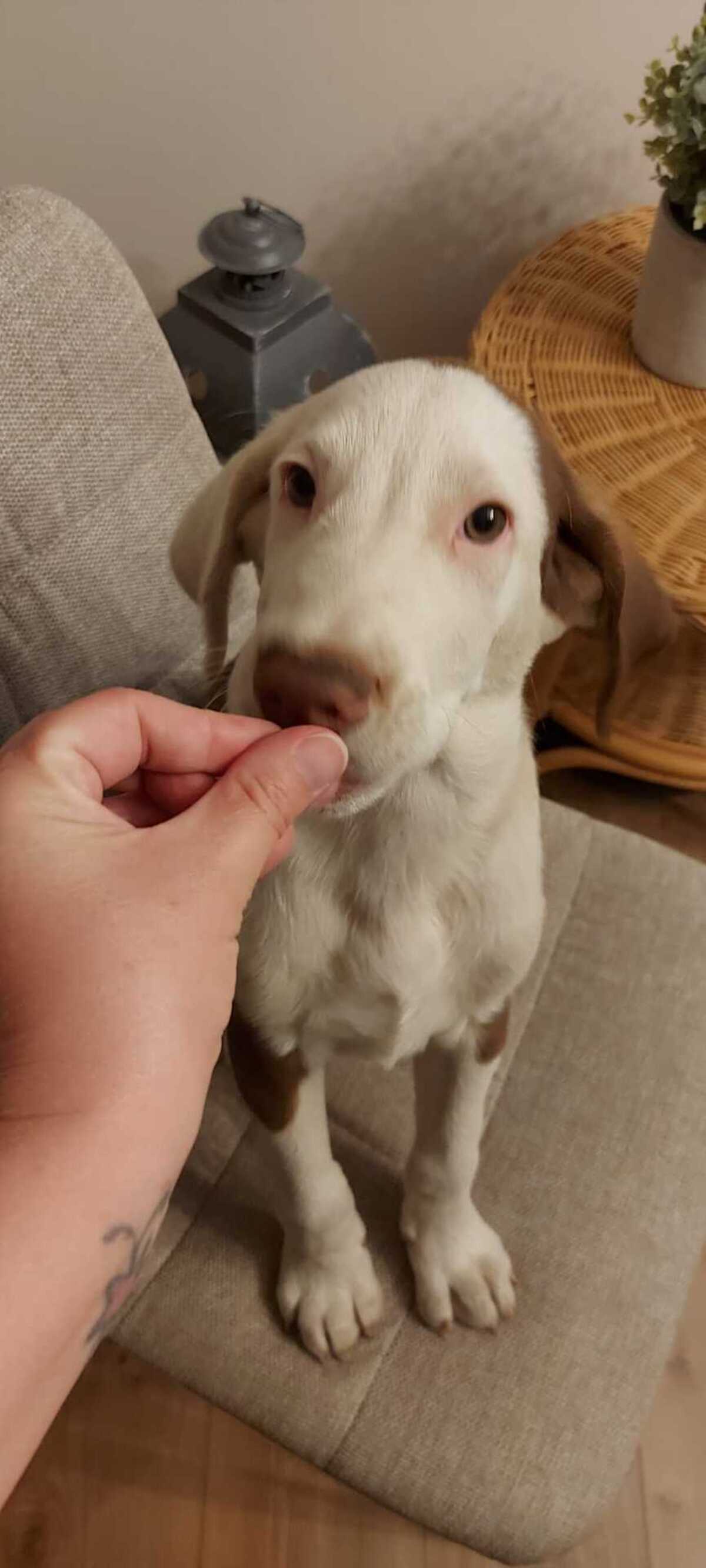 Adoption Asko