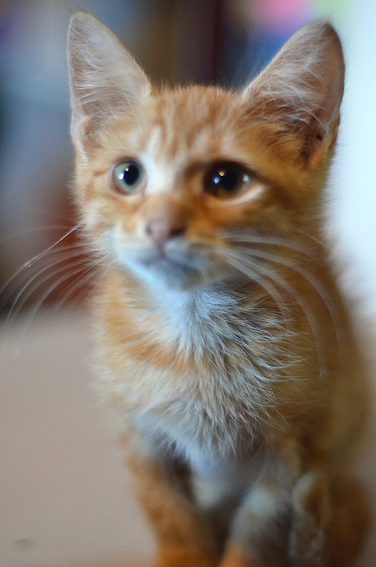 Adoption SAFRAN