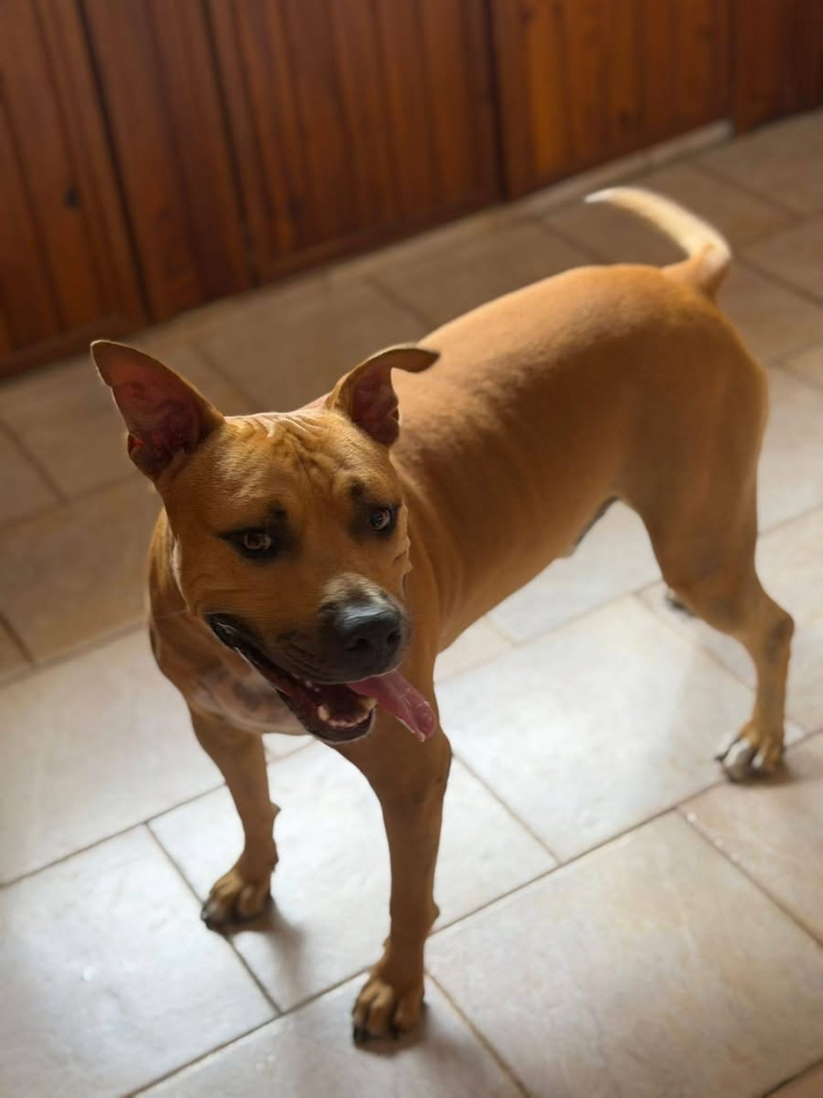 Adoption Omy