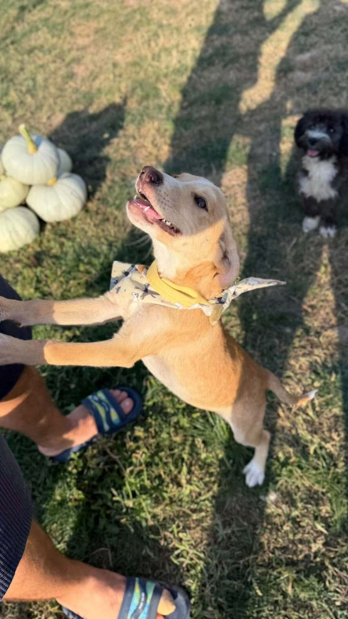 Adoption Anatole