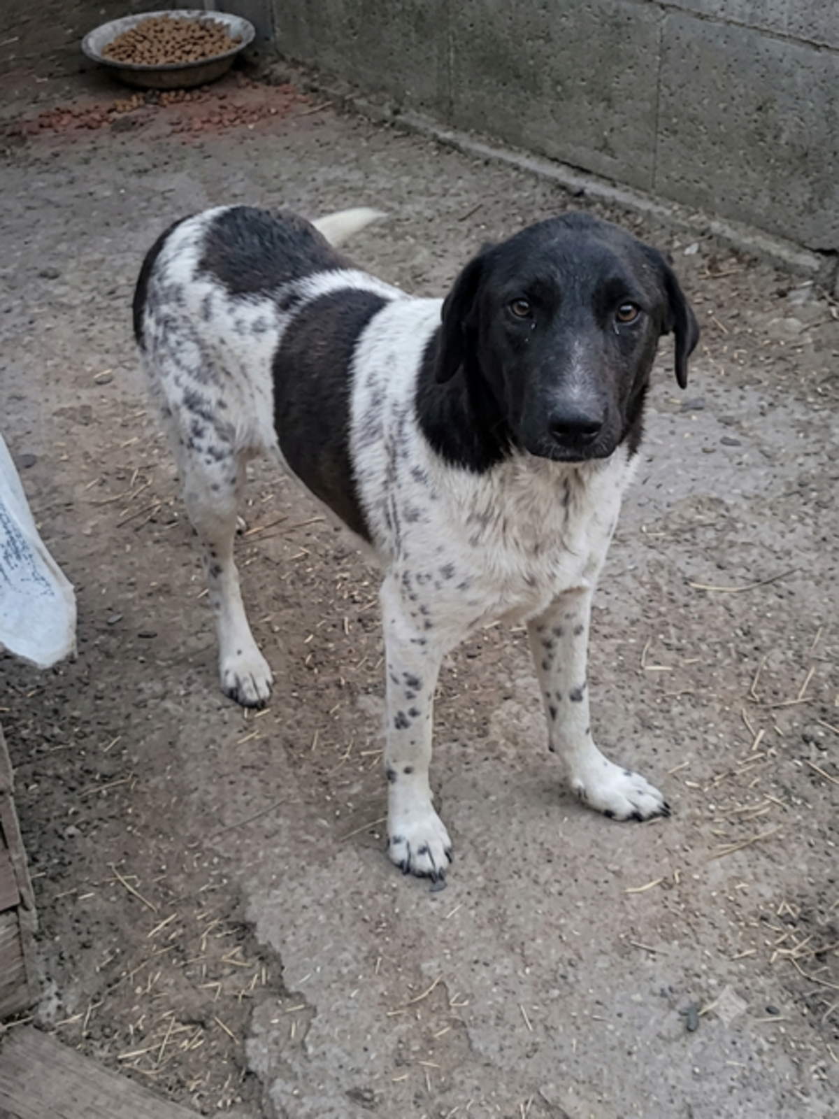 Adoption Kenza