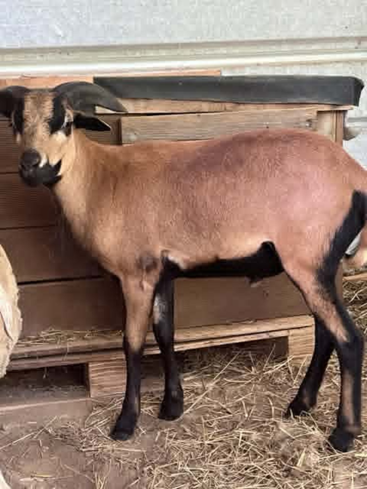 Adoption Achille