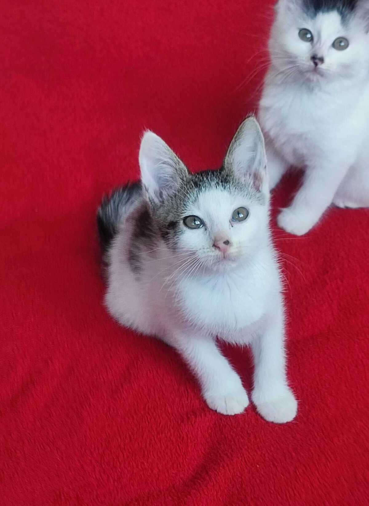 Adoption BRISBANE