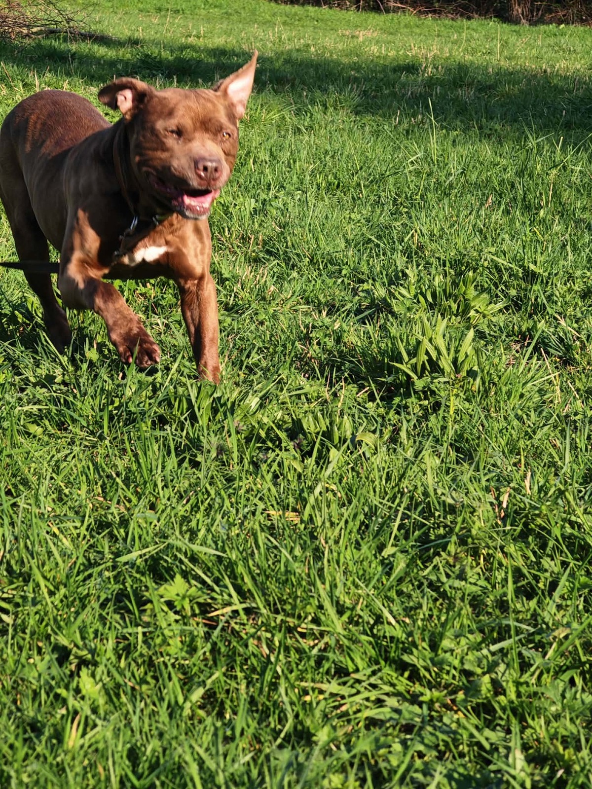 Adoption Choco